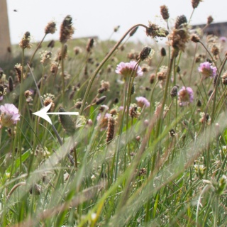 Wiese mit Wildblumen, Kontakt Nicole Kabierschke und Impressum Wiese mit Wildblumen, lilafarbend im Wind, Sommer, grüne Stengel, mit weißem Zurückpfeil